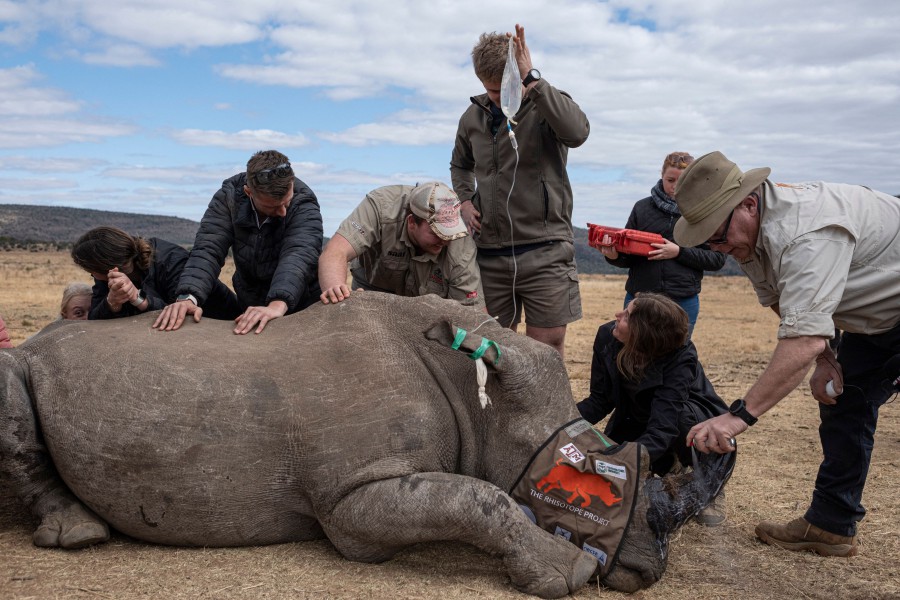 A sedated rhinoceros lies unconscious as professor James Larkin (R) from the University of the Witwatersrand's Radiation and Health Physics Unit (RHPU) uses a can of identification spray (DataDot) after carefully implanting dosed and calculated radioisotopes into it�s horns along with other Rhisotope Project members at an undisclosed location in the Waterbury UNESCO biosphere in Mokopane on June 25, 2024. -- AFP