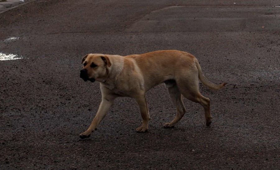 can puppies be around other dogs without their shots