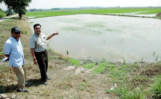 Penang Agriculture and Agro-based Industry, Rural Development and Health Exco chairman Dr Afif Bahardin (right) showing one of the paddy fields which had dried up due to the heatwave. Pix by ZULAIKHA ZAINUZMAN.