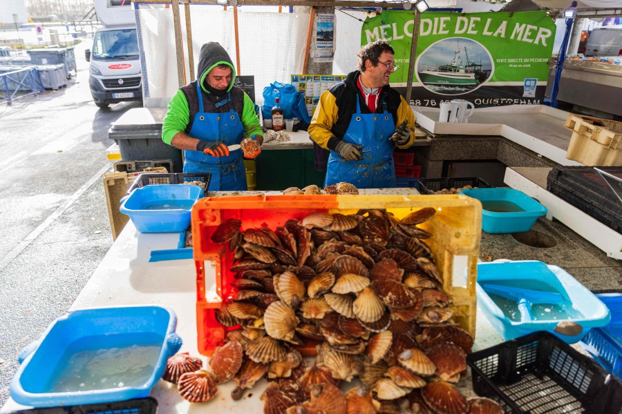 Fishermen shell scallops at fish market in the harbour of Ouisterham, northwestern France. - AFP PIC