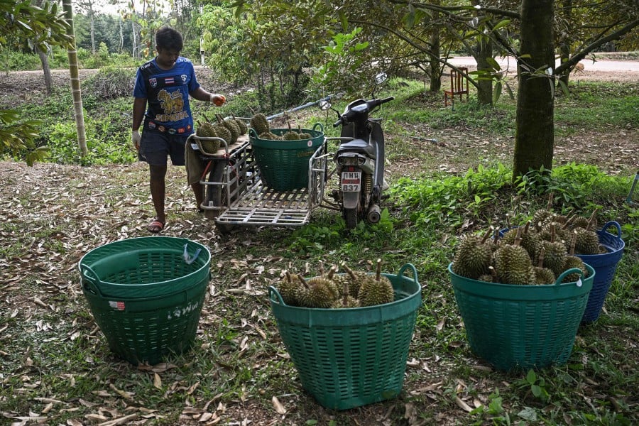 This photo taken on May 2, 2024 shows a worker harvesting durians at BB Garden durian farm in Thailand's eastern Chanthaburi province. -- AFP