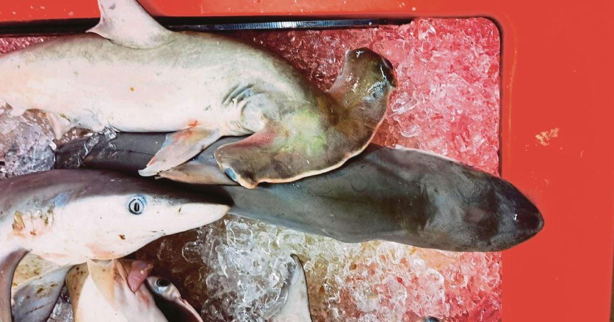 Sharks sold in supermarket not endangered, says minister | New Straits