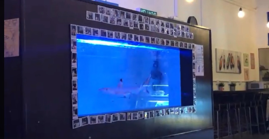 Video Of Endangered Shark In Kl Restaurant Aquarium Sparks Global Outrage