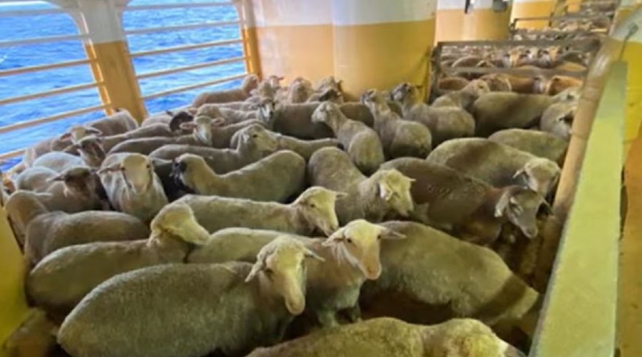Australian welfare groups are demanding the release of thousands of sheep and cattle stuck aboard a ship after their trip to the Middle East was diverted by Yemen’s Huthi rebel attacks in the Red Sea. Pic credit www.itv.com