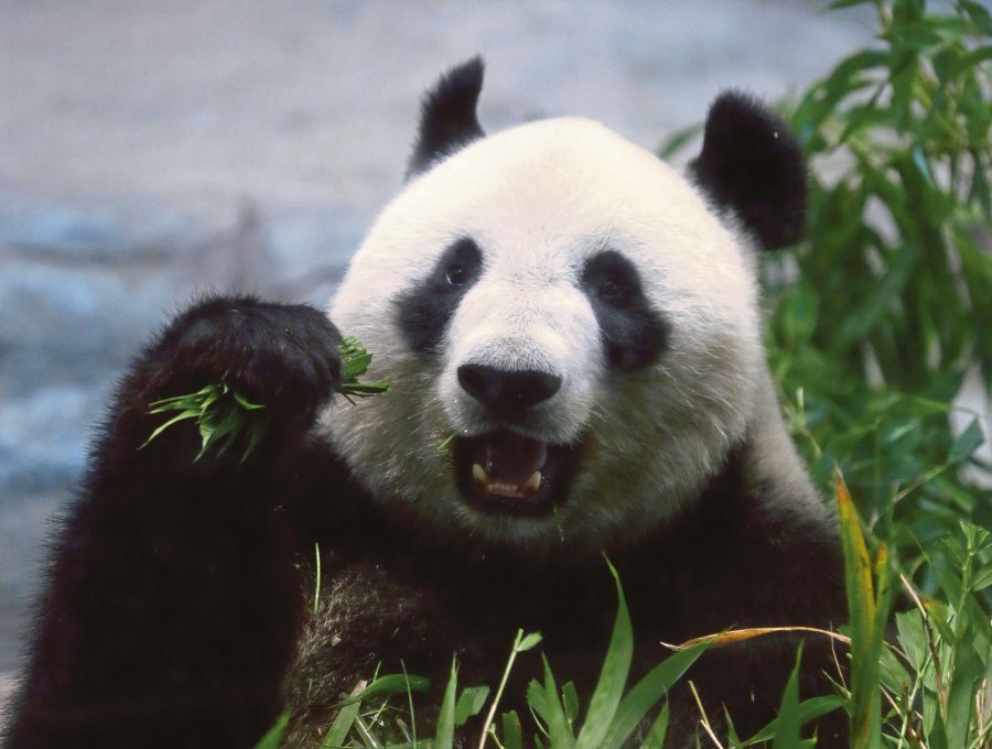 Japanese panda  gives birth five years after previous cub 