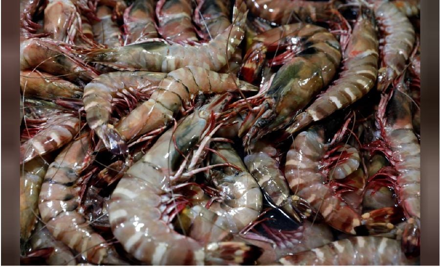 Borneo Shrimp Farming