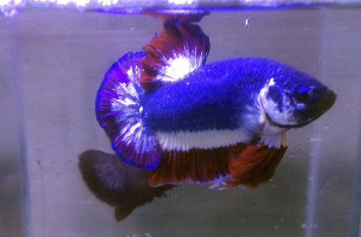 In this Nov. 7, 2016, photo, a Siamese fighting fish with colors resembling the Thai national flag swims in a fish tank in Kalasin, Thailand. Pictures of the fish's blue, red and white horizontal stripes went viral upon being posted on a private Betta fish auction group on Facebook since its colors closely resembled the Thai flag and sold for a record breaking 53,500 baht (1,528), making it the most expensive Betta fish to ever be sold. AP 