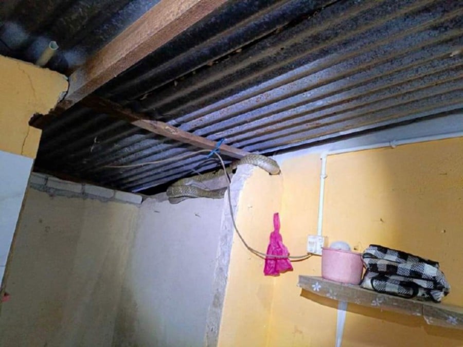 A resident of Kampung Batu 2, Sungai Pau, found a king cobra near the wooden roof rafters of his bathroom.- Courtesy pic: Civil Defence Force