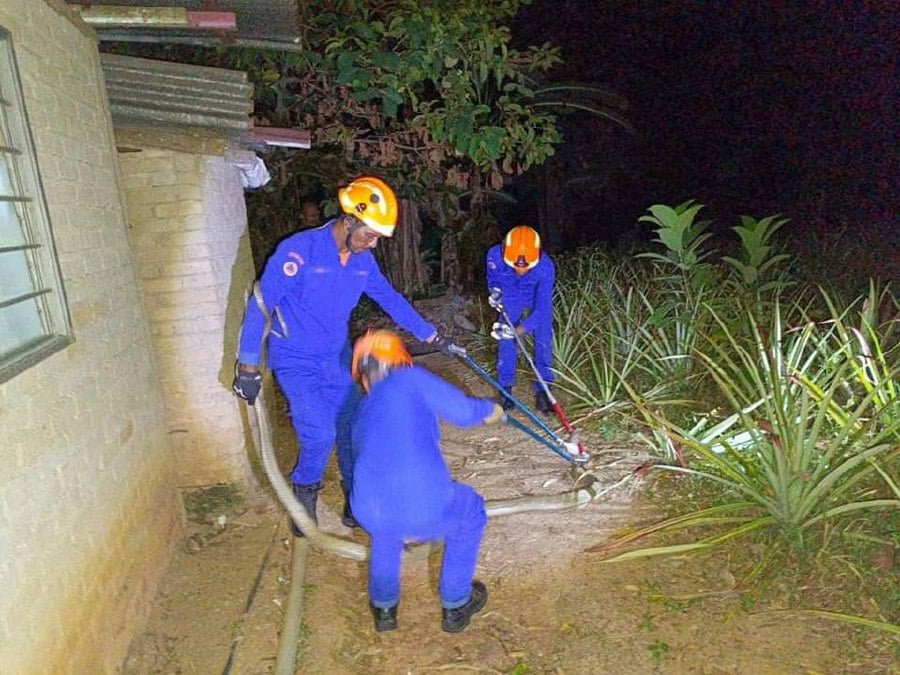 With expertise and caution, the CDF team carefully carries the venomous king cobra out of the residence after capturing it.- Courtesy pic: Civil Defence Force
