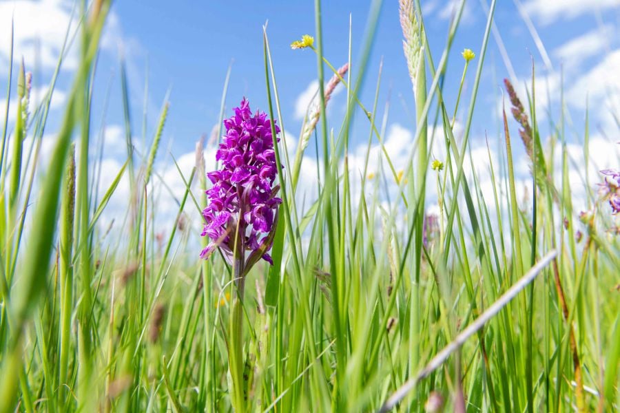 This photograph taken on June 1, 2022, in the community of Valuejols central France, shows a wild Orchid of May, considered an endangered plant, exemplifying the diverse biodiversity of the "narse de Nouvialle" wetlands, an area home to protected species, but also rich in minerals, as it is home to one of the largest diatomite mineral deposits in Europe. - AFP PIC