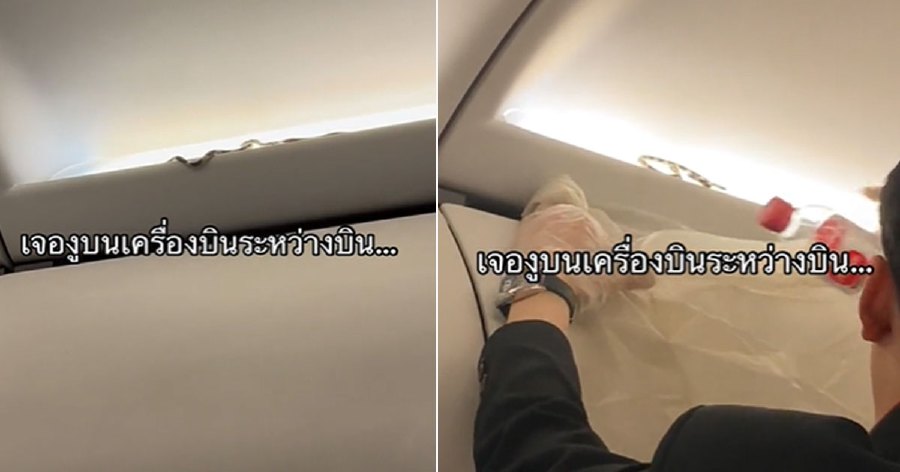 In the minute-long video, which has garnered over 3.4 million views in a matter of days, a cabin crew member was seen calmly trying to capture the snake with an empty plastic water bottle. - Pic credit TikTok @wannabnailssalon
