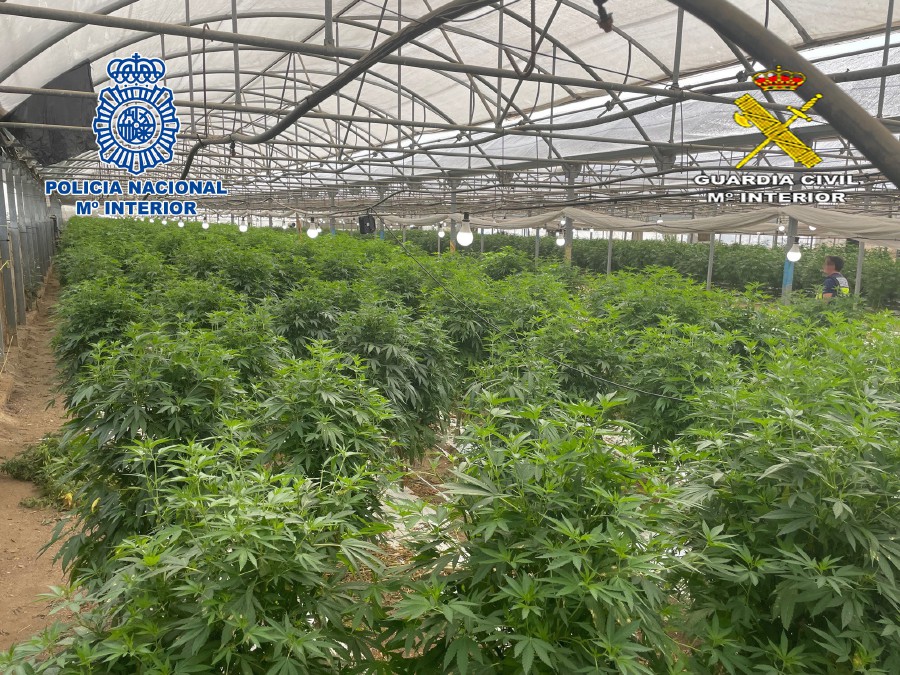 This undated handout photograph taken in Vilassar de Mar, near Barcelona and released on July 7, 2022 by the Spanish National Police shows a police officer walking in an illegal marijuana plantation. - AFP PIC