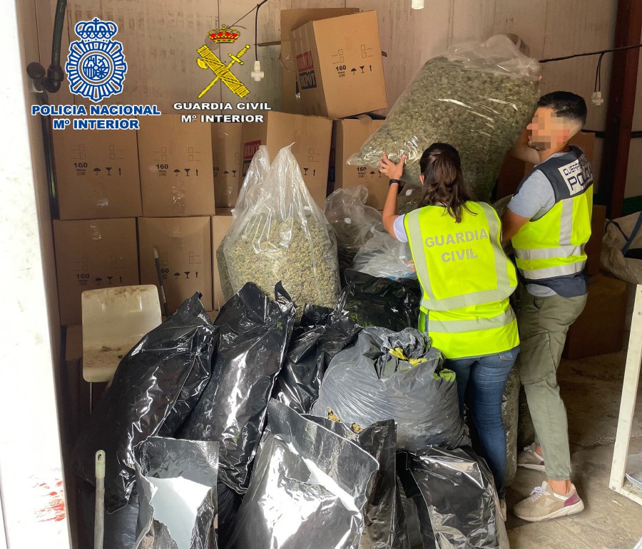 Spanish police said they had seized a record six tonnes of marijuana after dismantling a macro-plantation near Barcelona in their biggest-ever seizure of the substance. - AFP PIC