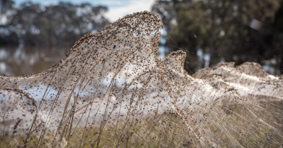 Ballooning spiders leave Australian region covered in webs