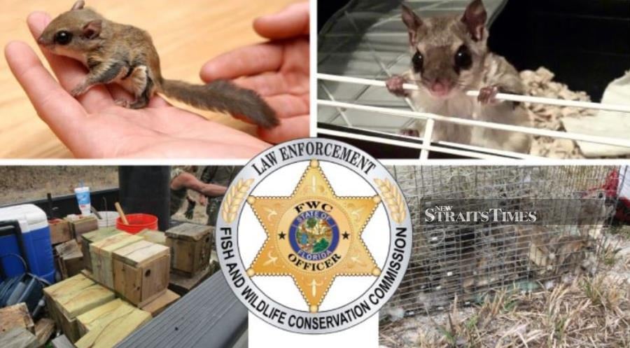 Under the scheme the flying squirrels, which are a protected wild animal in Florida but are sold internationally as pets, were poached, trafficked and laundered before being purchased by South Korean buyers.- Photo via Florida Fish & Wildlife Conservation Commission (FWC) Twitter. 