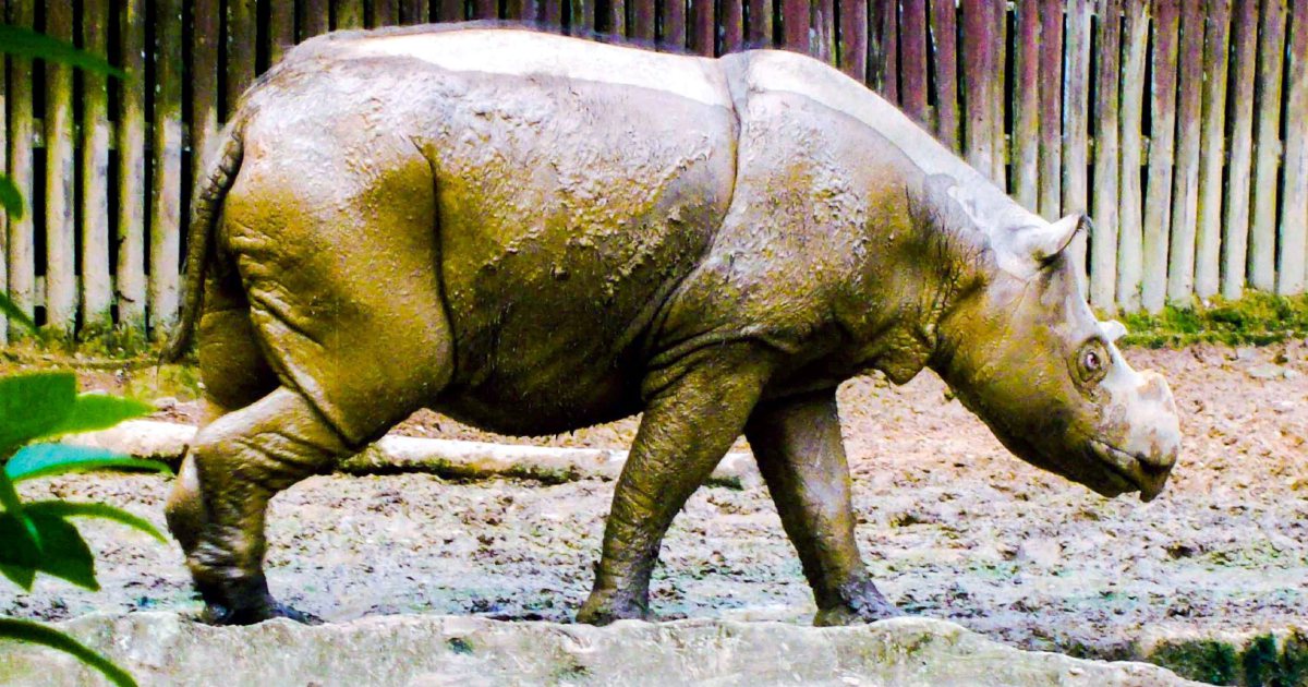 Malaysia, Indonesia to discuss Sumatran rhino conservation | New