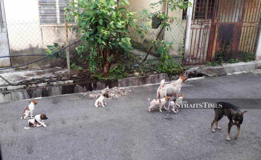 The Shah Alam City Council’s strategy to manage stray dogs includes practices that indicate the need for societal and administrative introspection and transformation. - NSTP file pic