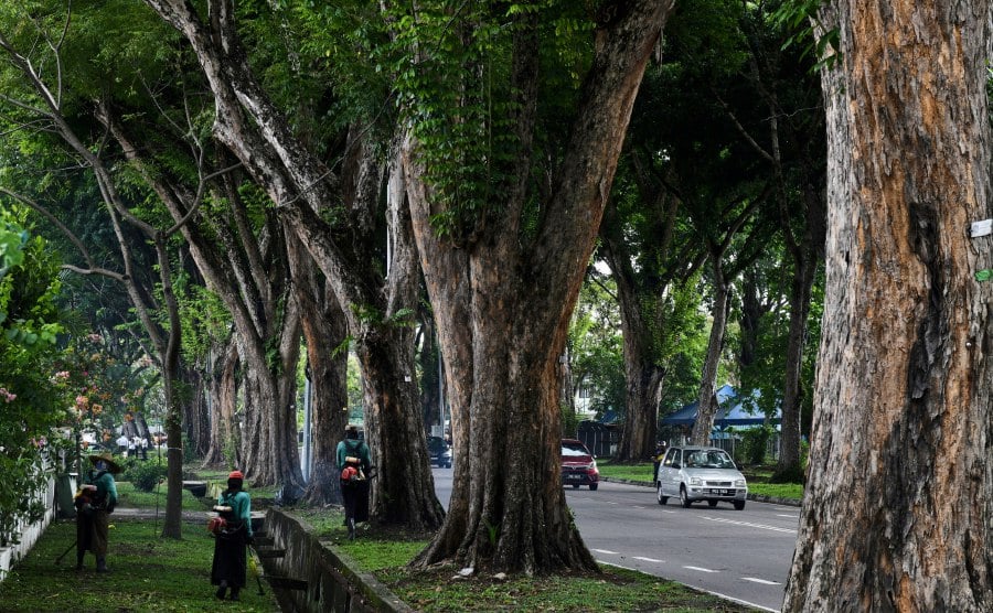 GEORGE TOWN: The Penang government issued an order to the Penang Island City Council (MBPP) and the Seberang Perai City Council (MBSP) to conduct regular inspections of all trees in the state. - BERNAMA PIC 