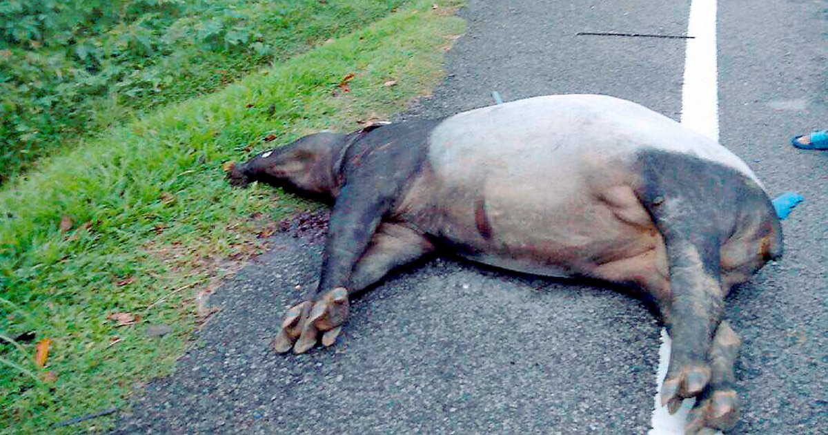 Over 2,000 endangered animals killed on M'sian roads since ...