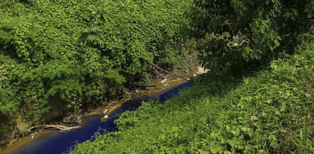 No Fishes Wildlife Found Dead In Senawang Blue River