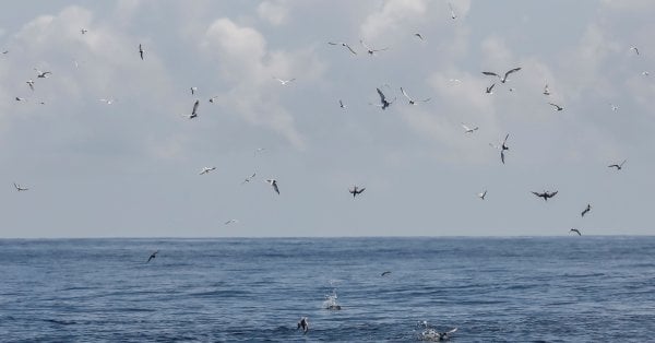 Japan Whale Hunt Killed 122 Pregnant Minkes | New Straits Times