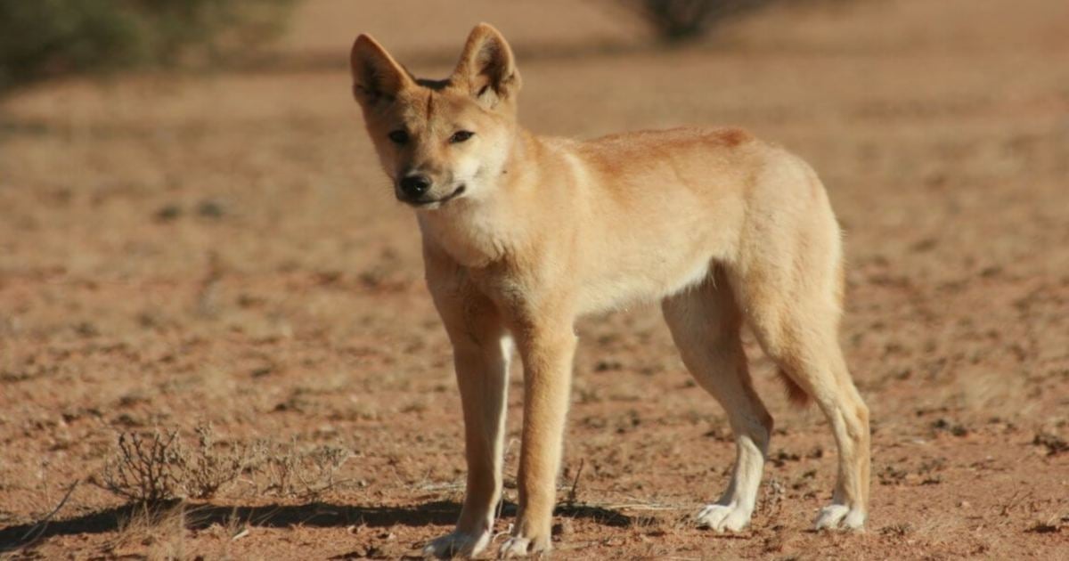 Australian father rescues toddler from dingo's jaws | New Straits Times