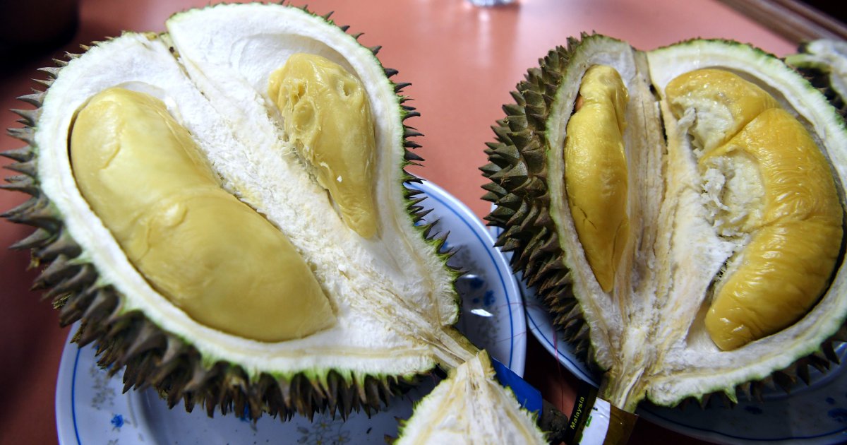 Right Planting Techniques Produce Quality Musang King Durians