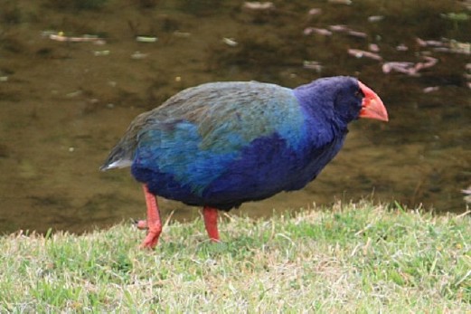 Marksmen kill endangered species in New Zealand bird cull | New Straits