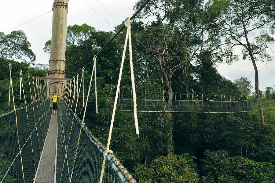 Taman Negara’s canopy bridge is a favourite among first-time visitors. File pic credit (Tourism Malaysia)