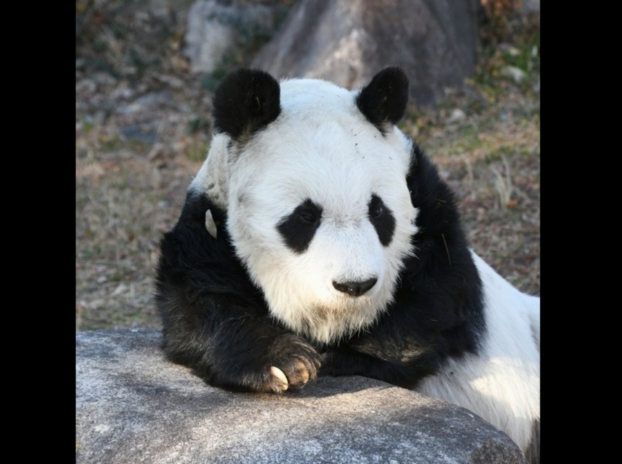 Tan Tan, the female panda, was under treatment after being found with heart disease in March 2021. - Pic credit X/Kobe Oji Zoo