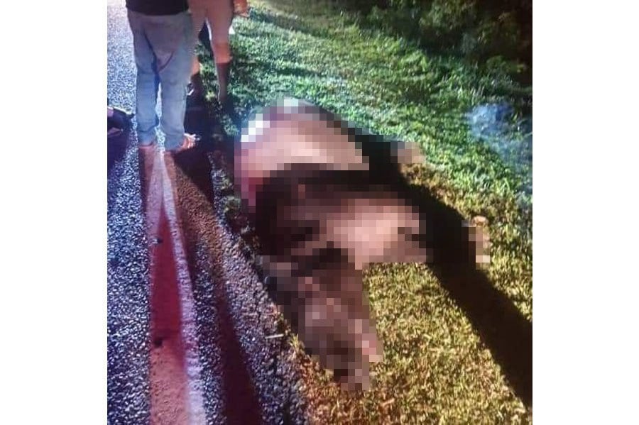The adult male tapir died on the spot due to the injuries sustained. -- Courtesy pic