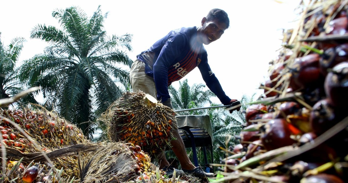 Foreign worker ban will hit palm oil industry hard | New Straits Times