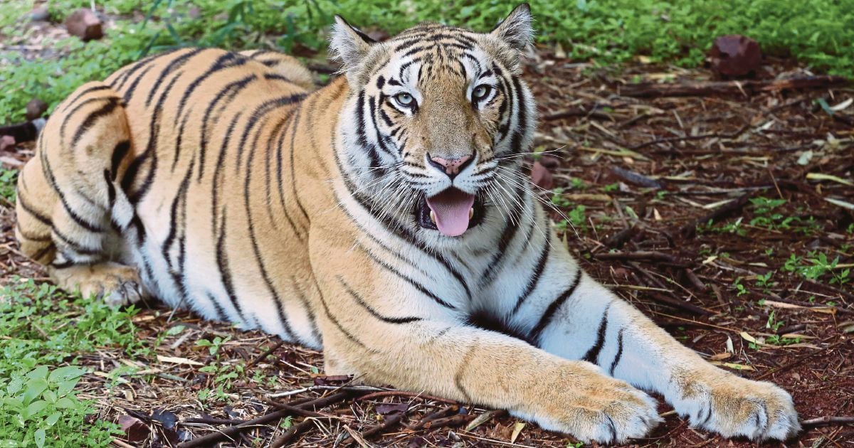 More Than 2,300 Tigers Killed And Trafficked This Century: Report | New ...