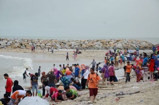 Cockles emerged along the Seberang Takir beach | New Straits Times ...