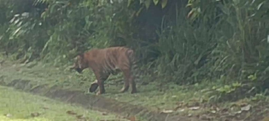 Lorry Driver Spots Tiger Roaming Near Bukit Meranto Gua Musang New Straits Times Malaysia 