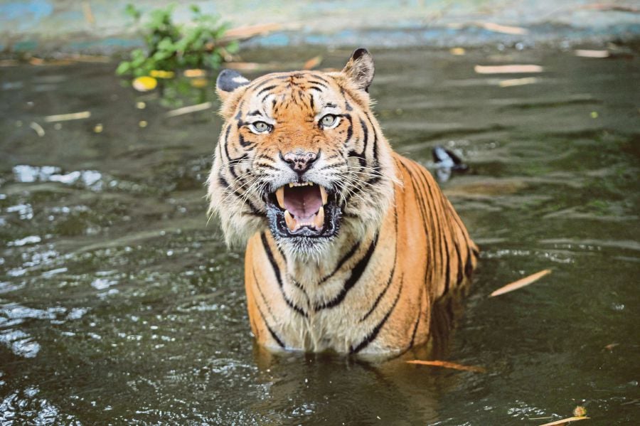 The official estimate of Malayan tigers remaining in the wild as announced this year by the government is “fewer than 150.” - NSTP/AIZUDDIN SAAD