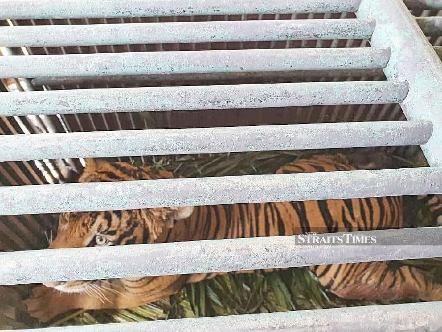 The 160-kilogramme 'Awang Rasau', aged 15, was rescued from a palm oil plantation in Felda Kerteh 3 in Terengganu after it was spotted by residents on Feb 21. - NSTP/ROSLI ILHAM