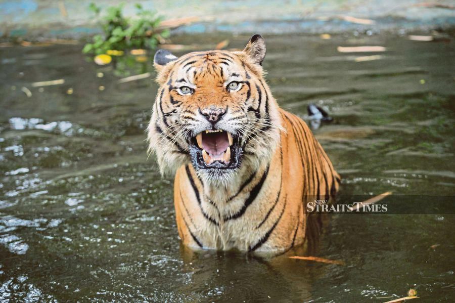  Another man has been mauled by a tiger here, bringing the number of people killed here since last month to three. - NSTP file pic (For illustration purposes only)