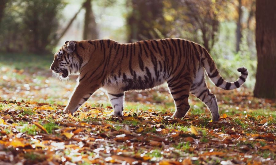 The Kelantan Wildlife and National Parks Department has confirmed receiving a report of a tiger sighting along Jalan Kelewek-Bechah Laut recently. - File pic, for illustration purposes