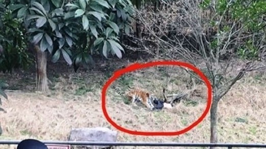 Tiger Kills Man At China Zoo As Horrified Visitors Watch New Straits