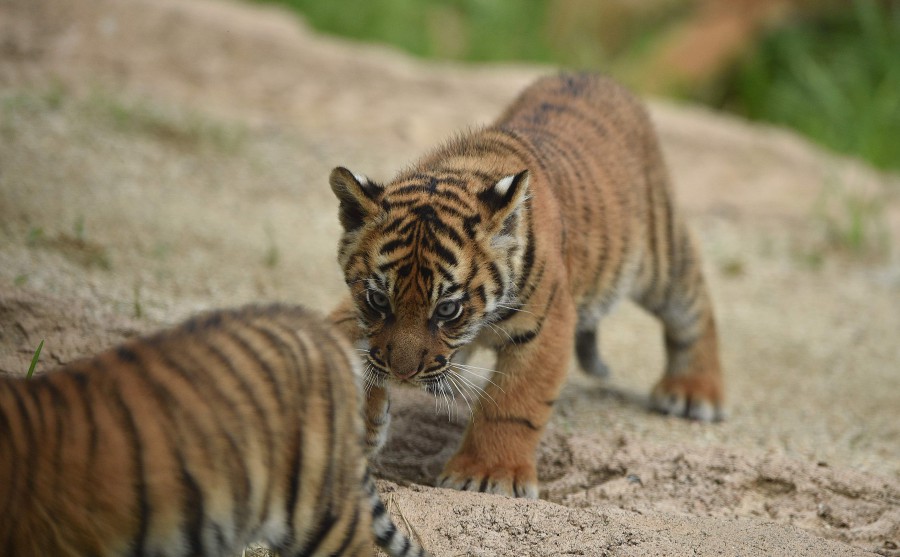 Three Rare Tiger Cubs Debut at Taronga Zoo Sydney