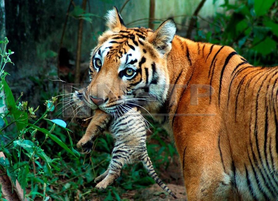 Another tiger killed in India after hunting controversy