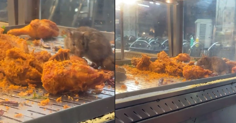 The Ampang Jaya Municipal Council (MPAJ) issued a Notice of Licence Cancellation Conformation (NPPL) with immediate effect on a Mamak food outlet which saw a rat munching away on a fried chicken stored in a food heater. - Pic credit social media.