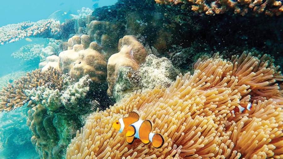 Clown fish spotted in Pulau Tinggi waters, which are rich in coral reefs.