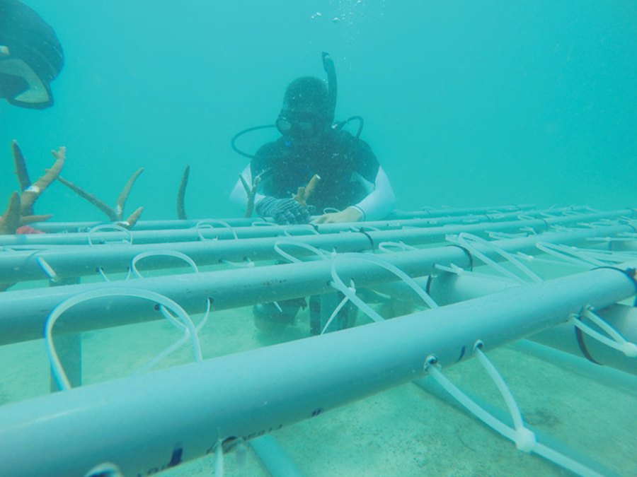 A diver tying a coral to the artificial reef underwater.