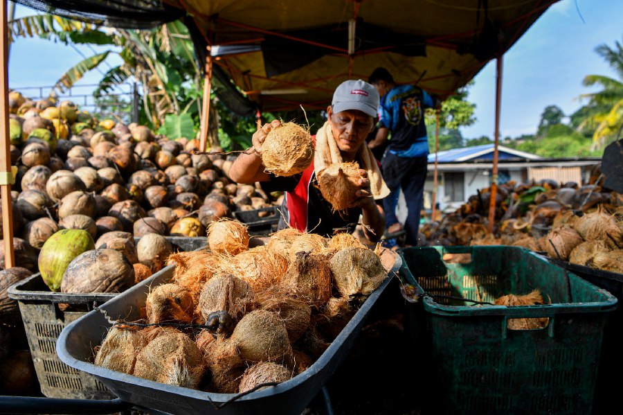 SEREMBAN: Worker Hamdan Yaacob selects good coconuts before processing them into coconut milk to sell during Aidiladha. - BERNAMA PIC 