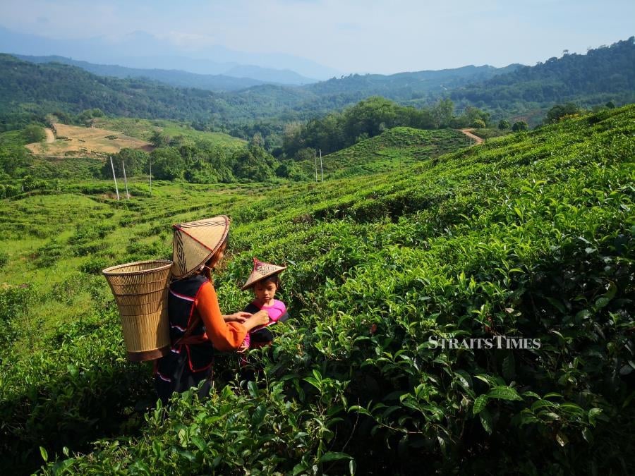 Visitors, including children, can opt to dress in traditional attire while harvesting tea leaves. PICTURES BY OLIVIA MIWIL