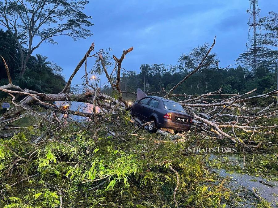 A normal Friday evening drive turned into a heart-stopping experience for a man when a tree crashed onto his car on Jalan Kota Tinggi-Ulu Tiram near Pulada, causing an hour-long traffic snarl.  - NSTP/NUR AISYAH MAZALAN