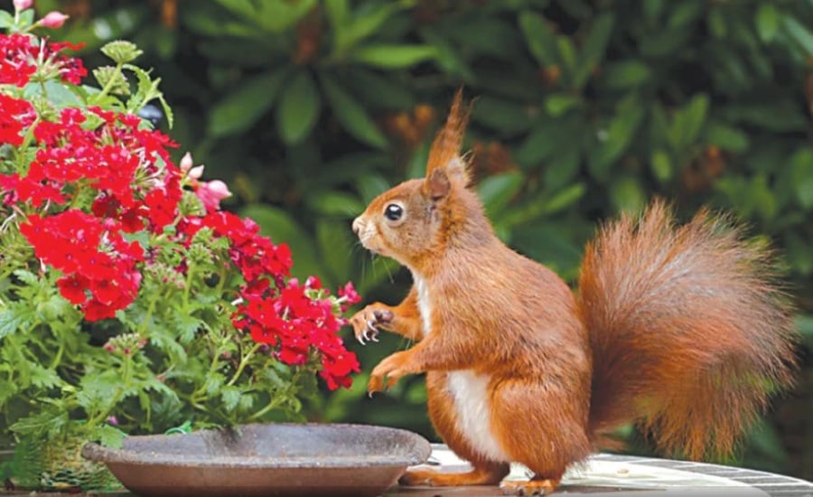 Placing a bird or squirrel feeder in your garden will complement the energy level.