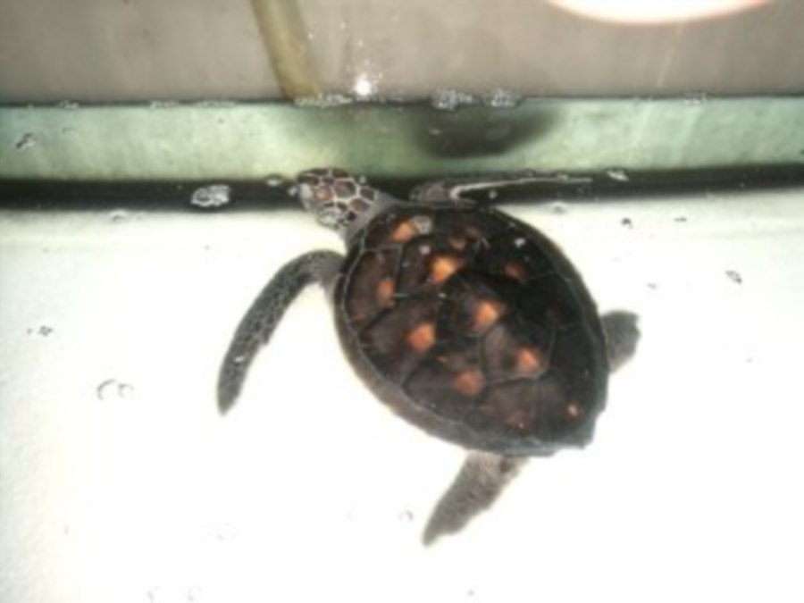 Who dumped these baby turtles at aquariaKLCC's doorstep? | New Straits